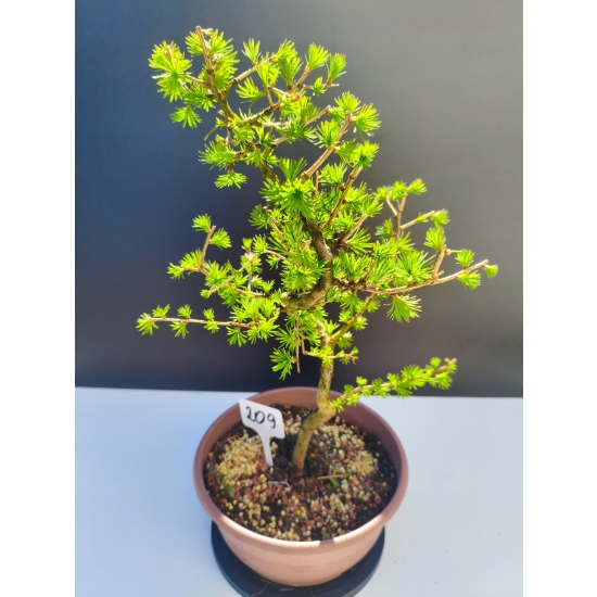 Żywe Drzewko Bonsai Modrzew Europejski Larix Decidua Prezent 11-letni 209