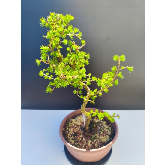 Żywe Drzewko Bonsai Modrzew Europejski Larix Decidua Prezent 11-letni 209