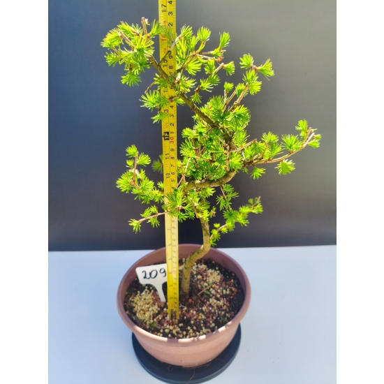 Żywe Drzewko Bonsai Modrzew Europejski Larix Decidua Prezent 11-letni 209