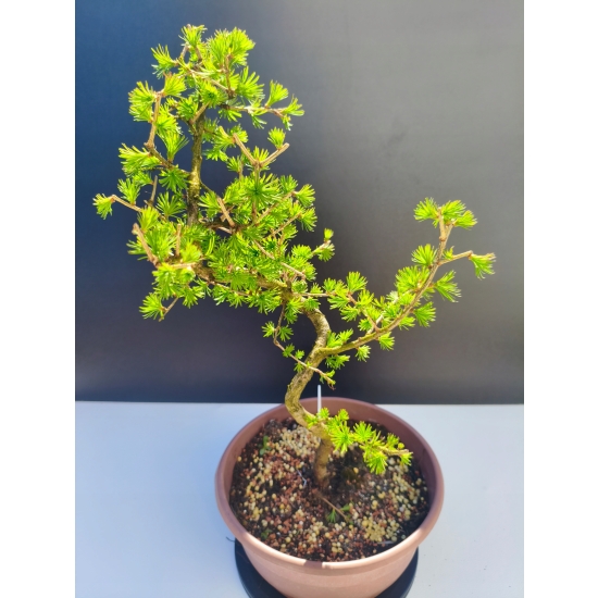 Żywe Drzewko Bonsai Modrzew Europejski Larix Decidua Prezent 11-letni 209