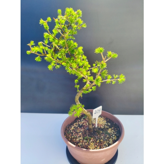 Żywe Drzewko Bonsai Modrzew Europejski Larix Decidua Prezent 11-letni 209