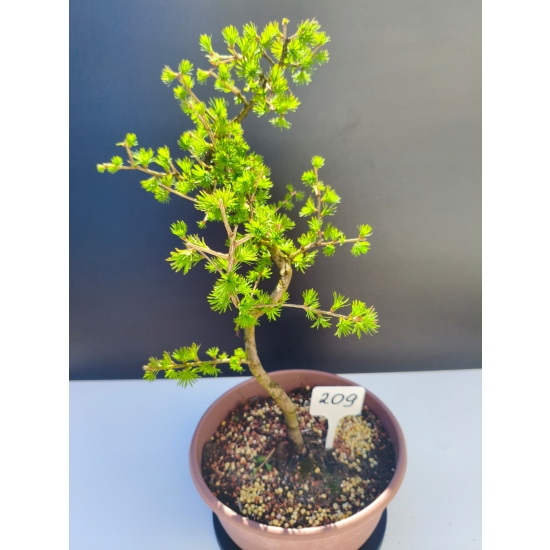 Żywe Drzewko Bonsai Modrzew Europejski Larix Decidua Prezent 11-letni 209