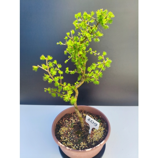 Żywe Drzewko Bonsai Modrzew Europejski Larix Decidua Prezent 11-letni 209