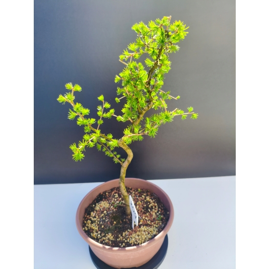 Żywe Drzewko Bonsai Modrzew Europejski Larix Decidua Prezent 11-letni 209