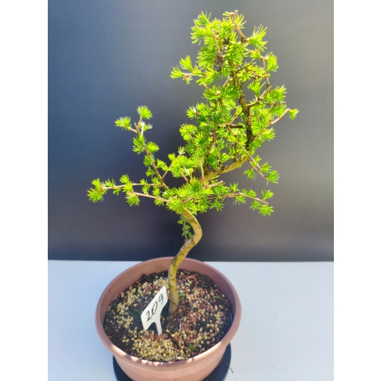 Żywe Drzewko Bonsai Modrzew Europejski Larix Decidua Prezent 11-letni 209