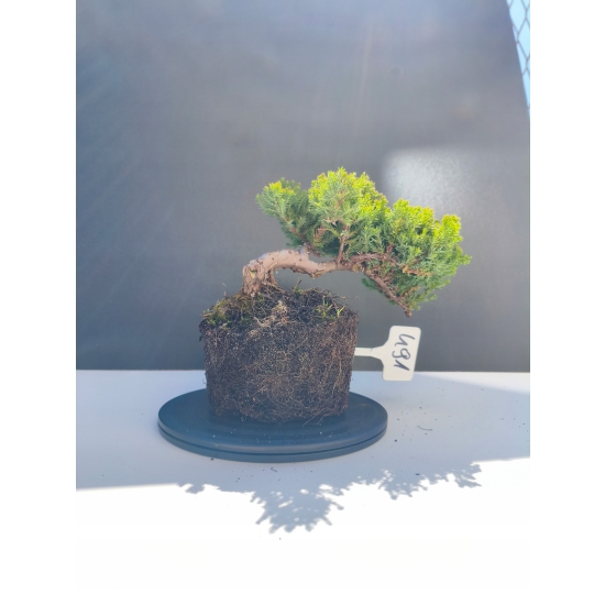 Żywe Drzewko Bonsai Jałowiec Rozesłany Procumbens 11-letni +GRATIS 491