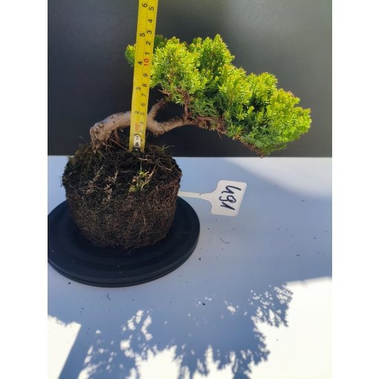 Żywe Drzewko Bonsai Jałowiec Rozesłany Procumbens 11-letni +GRATIS 491