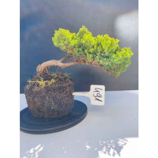 Żywe Drzewko Bonsai Jałowiec Rozesłany Procumbens 11-letni +GRATIS 491