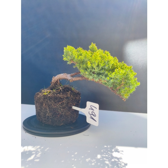 Żywe Drzewko Bonsai Jałowiec Rozesłany Procumbens 11-letni +GRATIS 491
