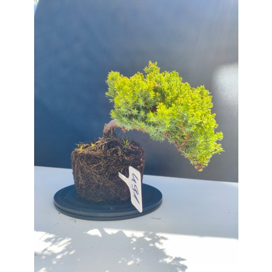 Żywe Drzewko Bonsai Jałowiec Rozesłany Procumbens 11-letni +GRATIS 491