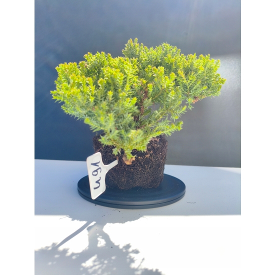 Żywe Drzewko Bonsai Jałowiec Rozesłany Procumbens 11-letni +GRATIS 491