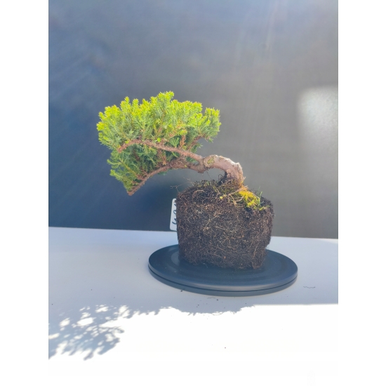 Żywe Drzewko Bonsai Jałowiec Rozesłany Procumbens 11-letni +GRATIS 491