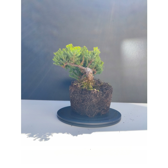 Żywe Drzewko Bonsai Jałowiec Rozesłany Procumbens 11-letni +GRATIS 491