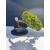 Żywe Drzewko Bonsai Jałowiec Rozesłany Procumbens 11-letni +GRATIS 496