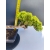 Żywe Drzewko Bonsai Jałowiec Rozesłany Procumbens 11-letni +GRATIS 496