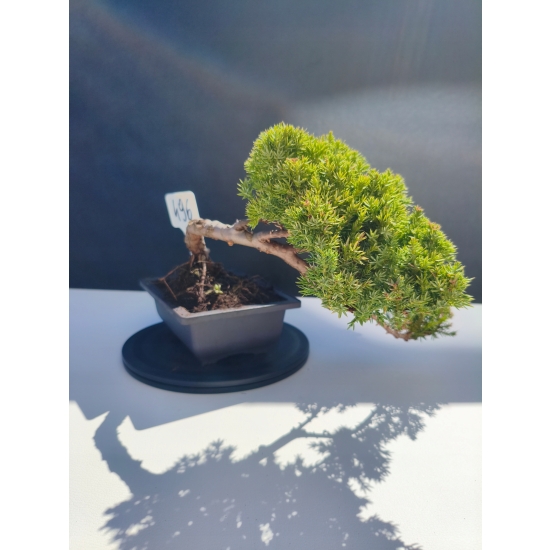 Żywe Drzewko Bonsai Jałowiec Rozesłany Procumbens 11-letni +GRATIS 496