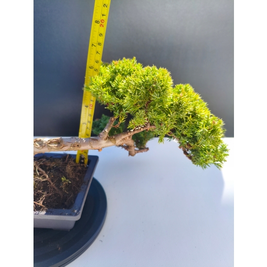 Żywe Drzewko Bonsai Jałowiec Rozesłany Procumbens 11-letni +GRATIS 496