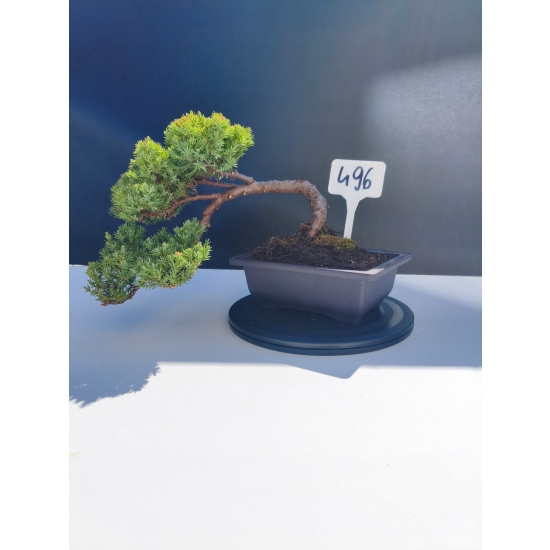 Żywe Drzewko Bonsai Jałowiec Rozesłany Procumbens 11-letni +GRATIS 496