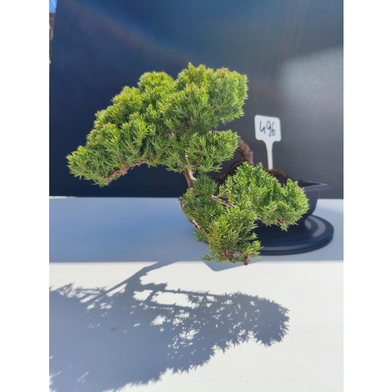 Żywe Drzewko Bonsai Jałowiec Rozesłany Procumbens 11-letni +GRATIS 496