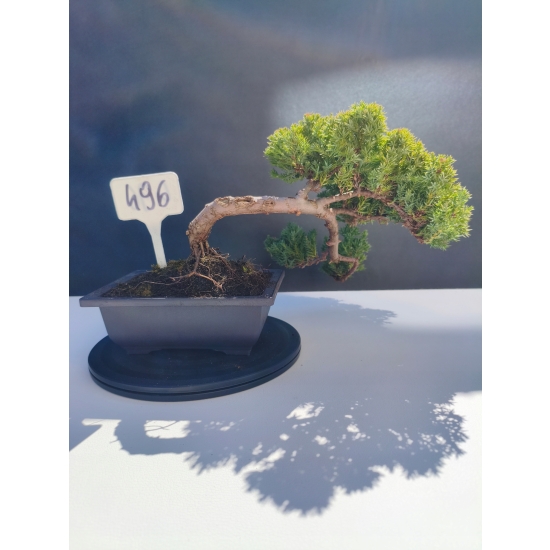 Żywe Drzewko Bonsai Jałowiec Rozesłany Procumbens 11-letni +GRATIS 496