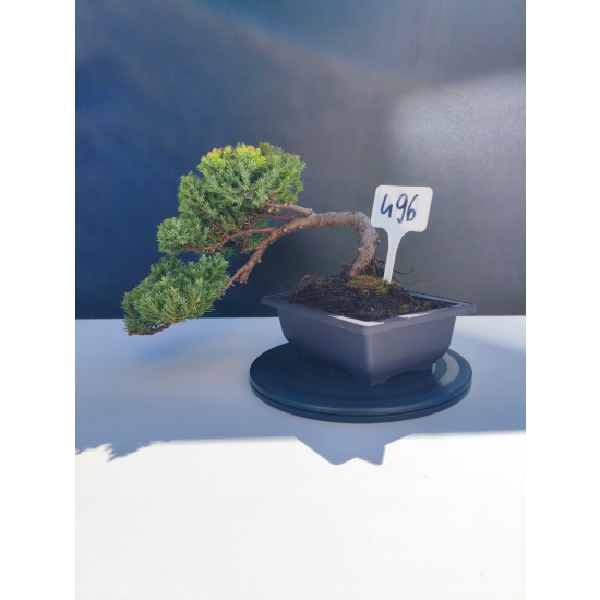 Żywe Drzewko Bonsai Jałowiec Rozesłany Procumbens 11-letni +GRATIS 496