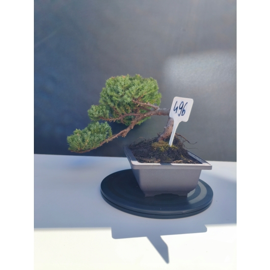Żywe Drzewko Bonsai Jałowiec Rozesłany Procumbens 11-letni +GRATIS 496