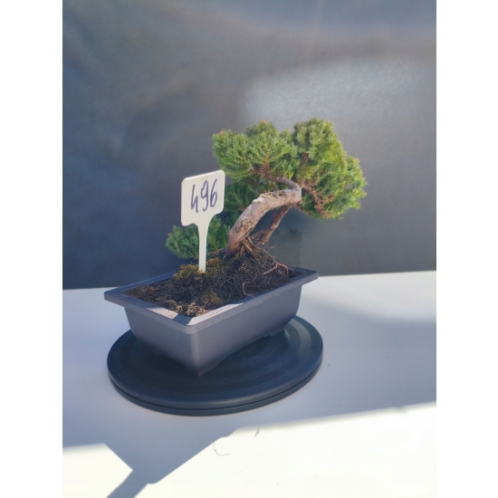 Żywe Drzewko Bonsai Jałowiec Rozesłany Procumbens 11-letni +GRATIS 496
