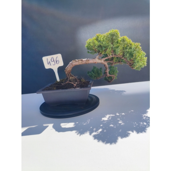 Żywe Drzewko Bonsai Jałowiec Rozesłany Procumbens 11-letni +GRATIS 496