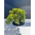 Żywe Drzewko Bonsai Jałowiec Rozesłany Procumbens 11-letni +GRATIS 497