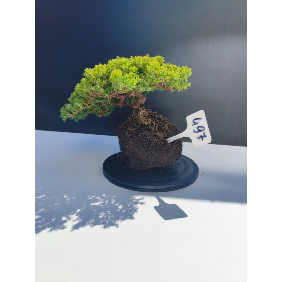 Żywe Drzewko Bonsai Jałowiec Rozesłany Procumbens 11-letni +GRATIS 497