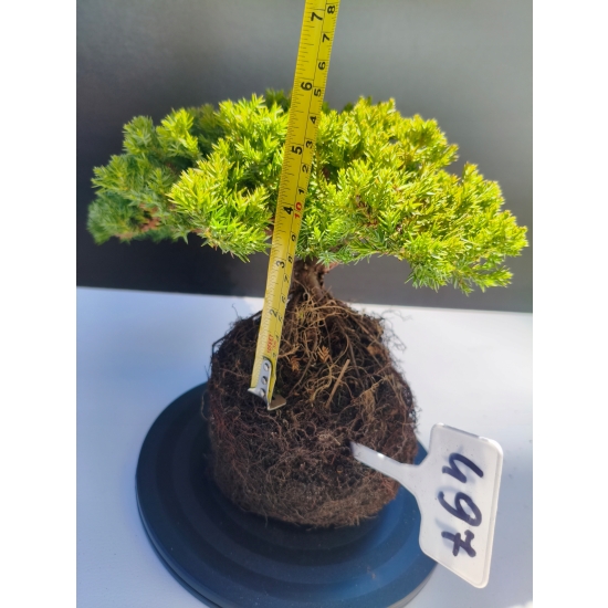 Żywe Drzewko Bonsai Jałowiec Rozesłany Procumbens 11-letni +GRATIS 497
