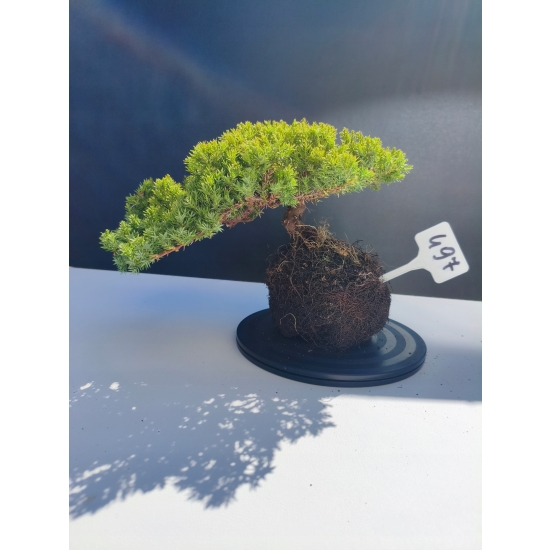 Żywe Drzewko Bonsai Jałowiec Rozesłany Procumbens 11-letni +GRATIS 497