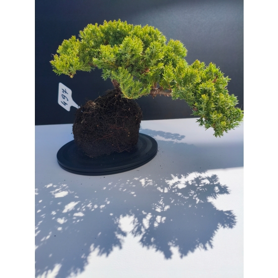 Żywe Drzewko Bonsai Jałowiec Rozesłany Procumbens 11-letni +GRATIS 497