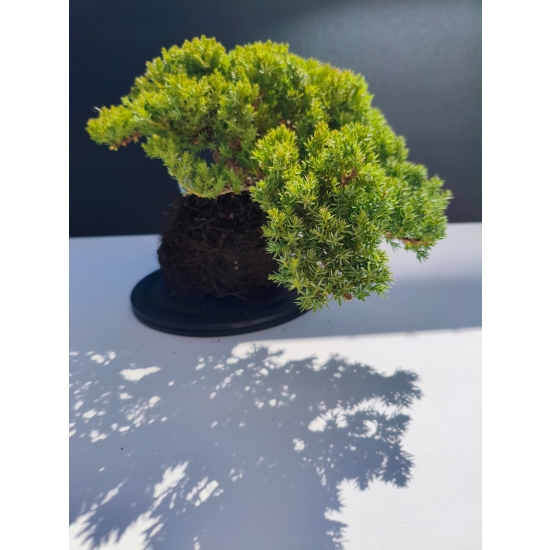 Żywe Drzewko Bonsai Jałowiec Rozesłany Procumbens 11-letni +GRATIS 497