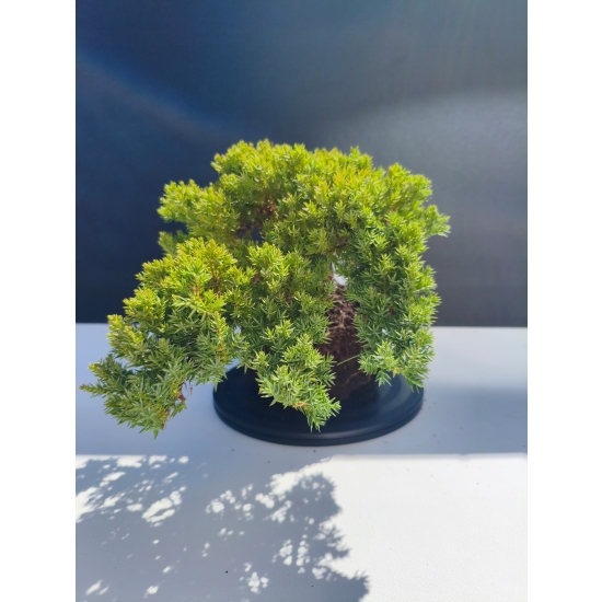 Żywe Drzewko Bonsai Jałowiec Rozesłany Procumbens 11-letni +GRATIS 497