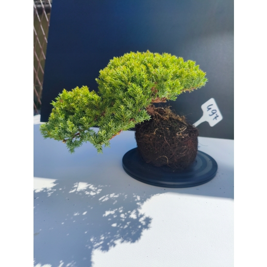 Żywe Drzewko Bonsai Jałowiec Rozesłany Procumbens 11-letni +GRATIS 497