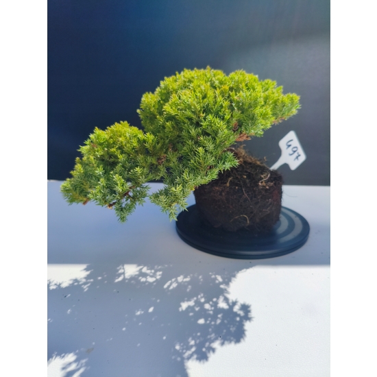 Żywe Drzewko Bonsai Jałowiec Rozesłany Procumbens 11-letni +GRATIS 497