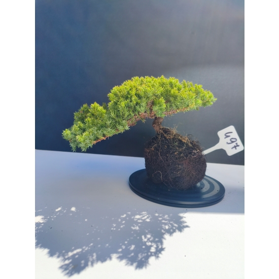 Żywe Drzewko Bonsai Jałowiec Rozesłany Procumbens 11-letni +GRATIS 497