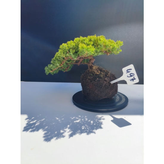 Żywe Drzewko Bonsai Jałowiec Rozesłany Procumbens 11-letni +GRATIS 497
