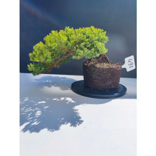 Żywe Drzewko Bonsai Jałowiec Rozesłany Procumbens 11-letni +GRATIS 493