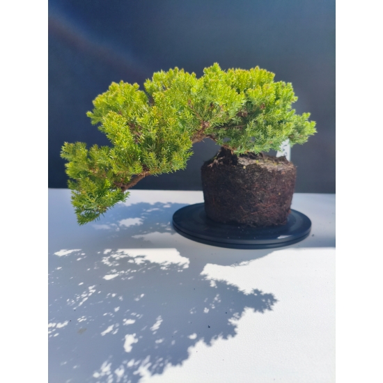 Żywe Drzewko Bonsai Jałowiec Rozesłany Procumbens 11-letni +GRATIS 493