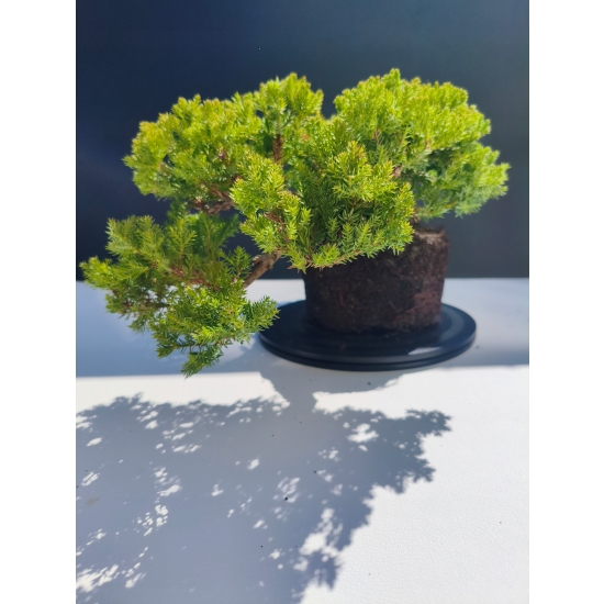 Żywe Drzewko Bonsai Jałowiec Rozesłany Procumbens 11-letni +GRATIS 493
