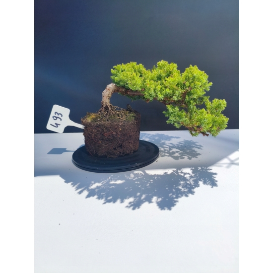 Żywe Drzewko Bonsai Jałowiec Rozesłany Procumbens 11-letni +GRATIS 493