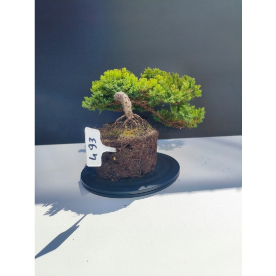Żywe Drzewko Bonsai Jałowiec Rozesłany Procumbens 11-letni +GRATIS 493