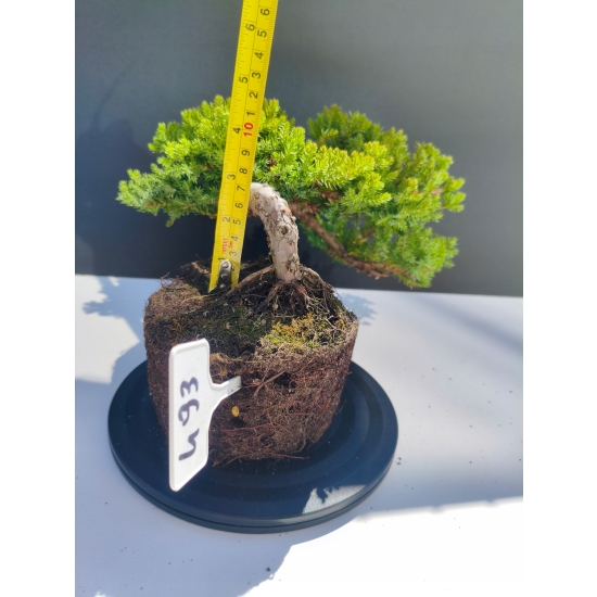 Żywe Drzewko Bonsai Jałowiec Rozesłany Procumbens 11-letni +GRATIS 493