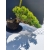 Żywe Drzewko Bonsai Jałowiec Rozesłany Procumbens 11-letni +GRATIS 490