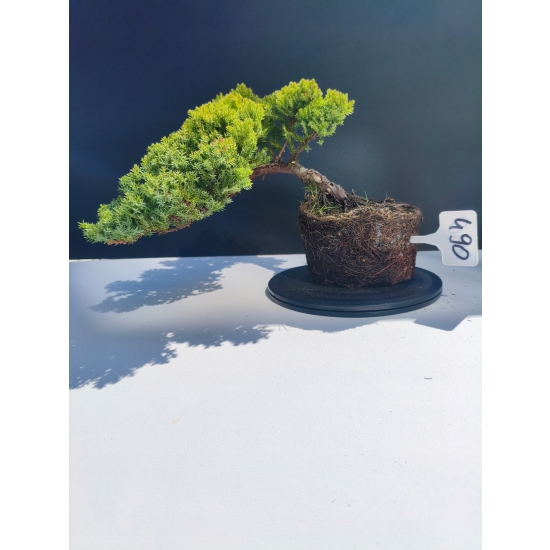 Żywe Drzewko Bonsai Jałowiec Rozesłany Procumbens 11-letni +GRATIS 490