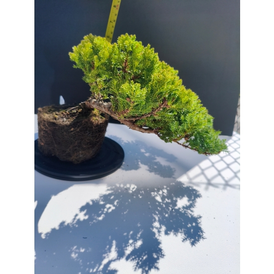 Żywe Drzewko Bonsai Jałowiec Rozesłany Procumbens 11-letni +GRATIS 490