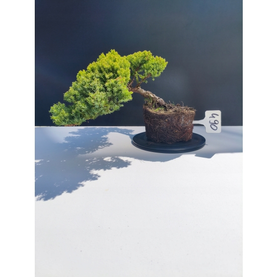 Żywe Drzewko Bonsai Jałowiec Rozesłany Procumbens 11-letni +GRATIS 490