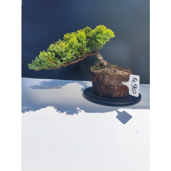 Żywe Drzewko Bonsai Jałowiec Rozesłany Procumbens 11-letni +GRATIS 490
